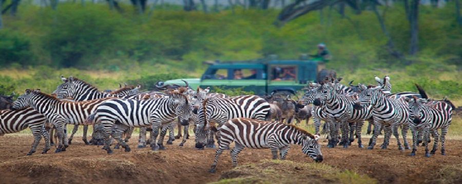 Serengeti-Safari-Touren im Jahr 2025-2026