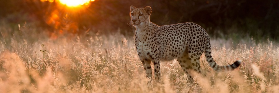 Top Best Serengeti National Park of Tanzania & Masai Mara of Kenya in Africa