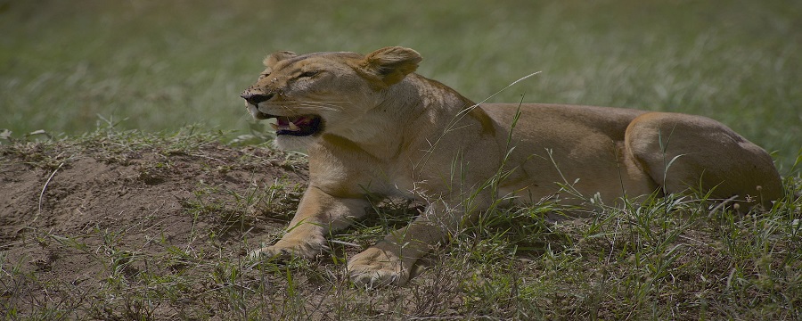 Best Time to Visit the Serengeti for Serengeti Safari in 2025/2026 