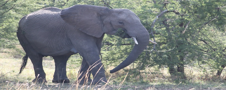 Serengeti Safari from Arusha: Cultural Experiences 