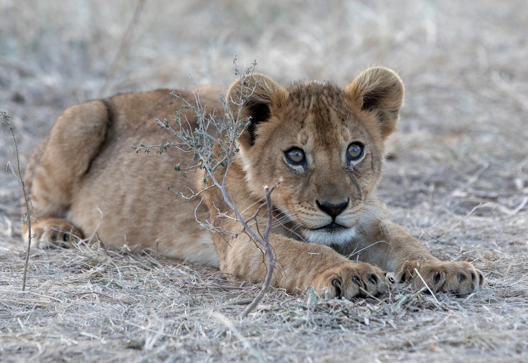 The best packages for Serengeti Camping Safari