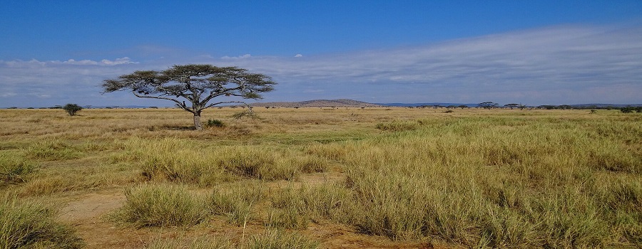 Top-best Serengeti Mid-range Safari Tours for 2024/2025 Adventure