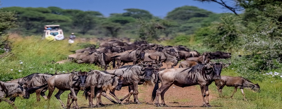 The Great Serengeti Migration Safari: A Natural Spectacle in Tanzania best for 2024/2025 Adventure