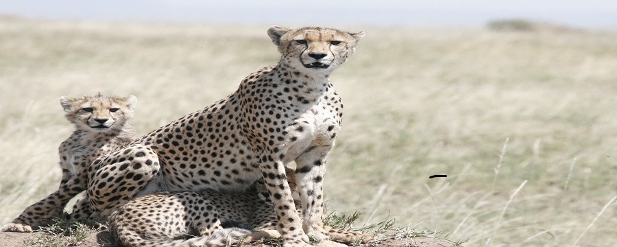 Top Serengeti Safari Types to Explore in 2024/2025