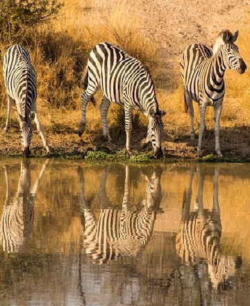 Serengeti Camping Safari