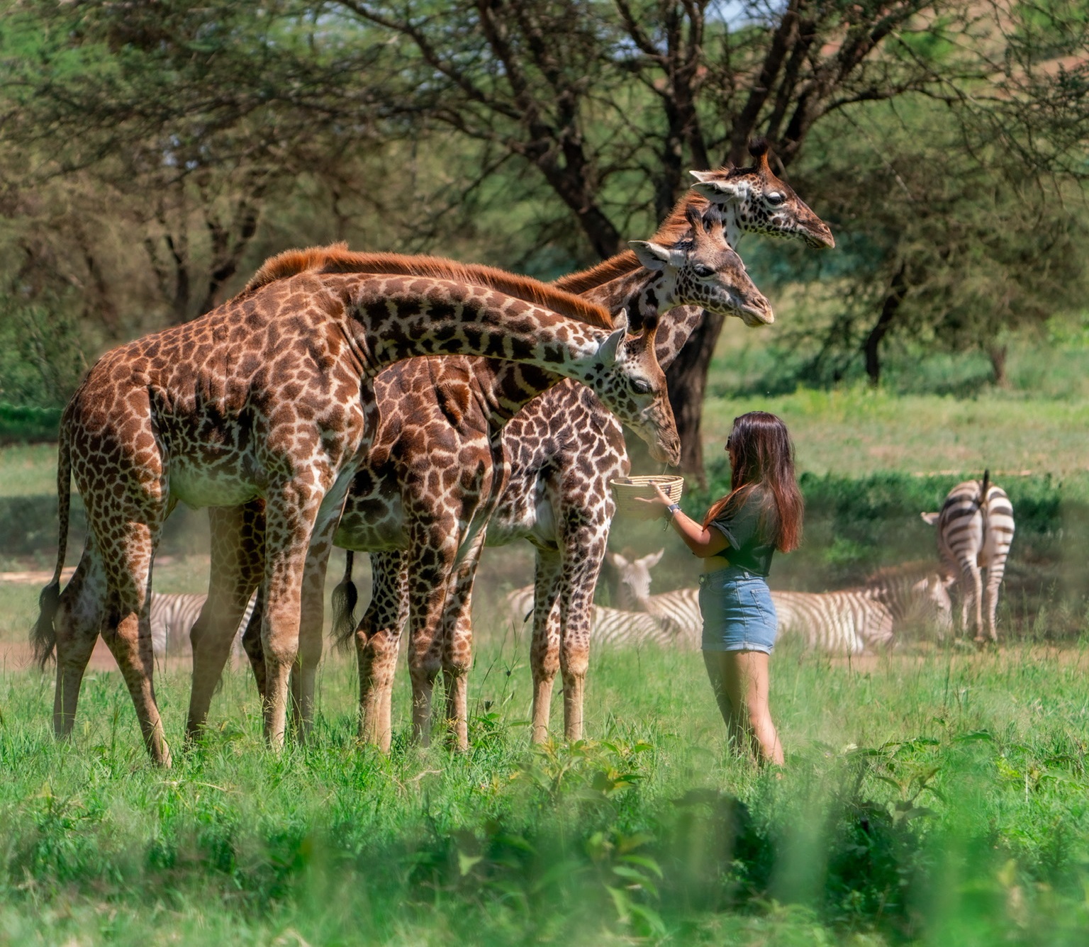 Serval Wildlife Sanctuary Safari Day Trips from Moshi Serval Wildlife Sanctuary Safari Day Trips from Moshi