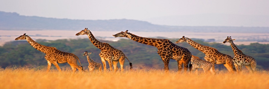 Top 6 days Kenya safari from Nairobi to Ol Pejeta Conservancy, Lake Nakuru, and Masai Mara Game Reserve in 2023, 2024, and 2025 day to day itinerary