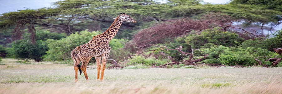 Top 6 days Kenya safari from Nairobi to Ol Pejeta Conservancy, Lake Nakuru, and Masai Mara Game Reserve in 2023, 2024, and 2025