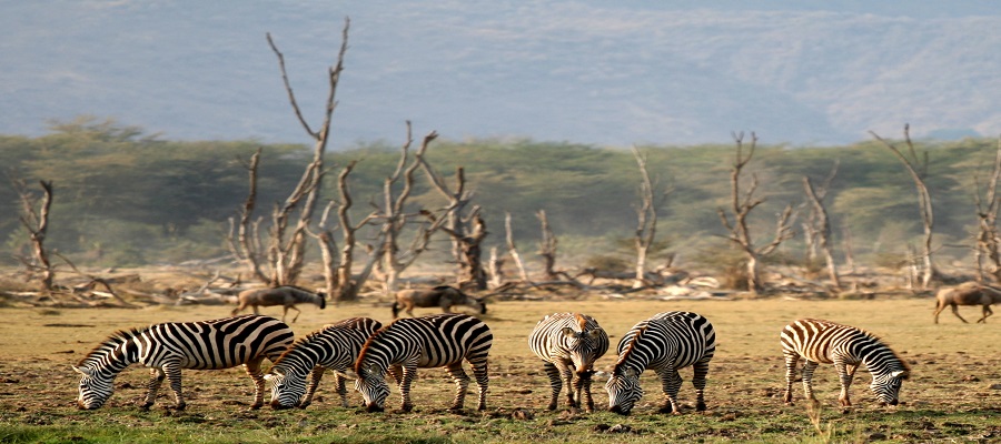 Best Tanzania Mid-Range Safari 2025, 2026, and 2027