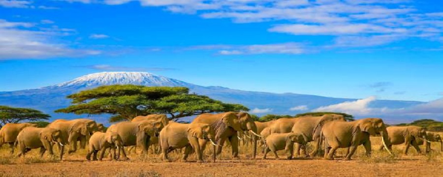 Best Time to Visit Africa for Safari in May 2025