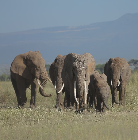 Serengeti Camping Safari