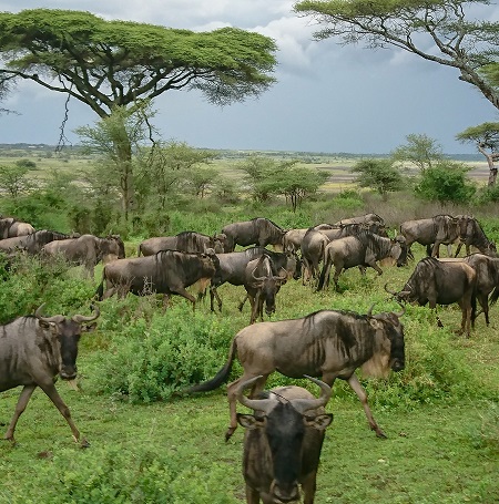 Tanzania Safaris