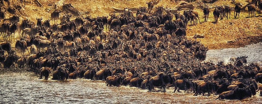 Tanzania Serengeti Wildebeest Migrations 5 days tour trips