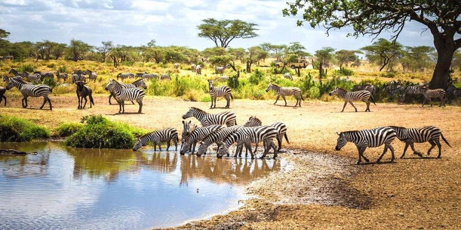 Top-best Tanzania Tours 2025/2026 : Africa Natural Tours