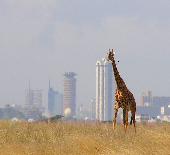 Our Top-Best Nairobi Safari Tours: Today’s Latest Updates You Need to Know in 2024-2025 