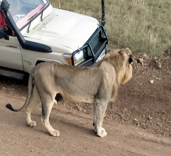 Tanzania Safari