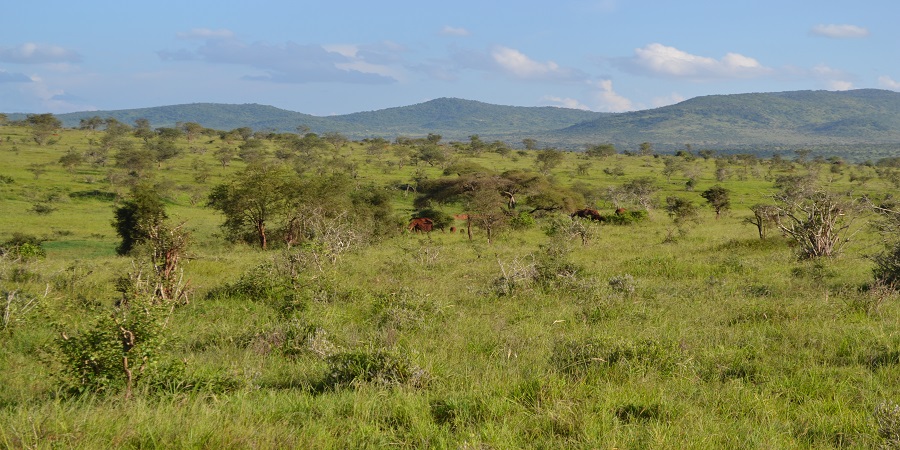 Nairobi Safari Tours