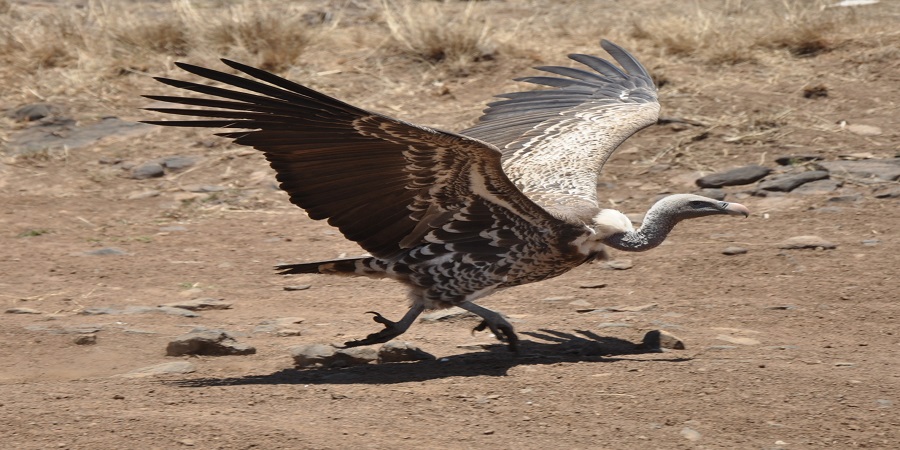 Nairobi Safari Tours