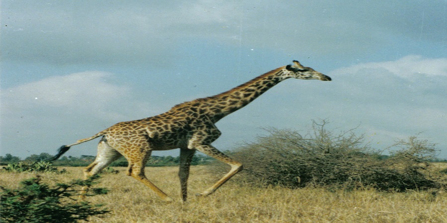 Nairobi Safari Tours