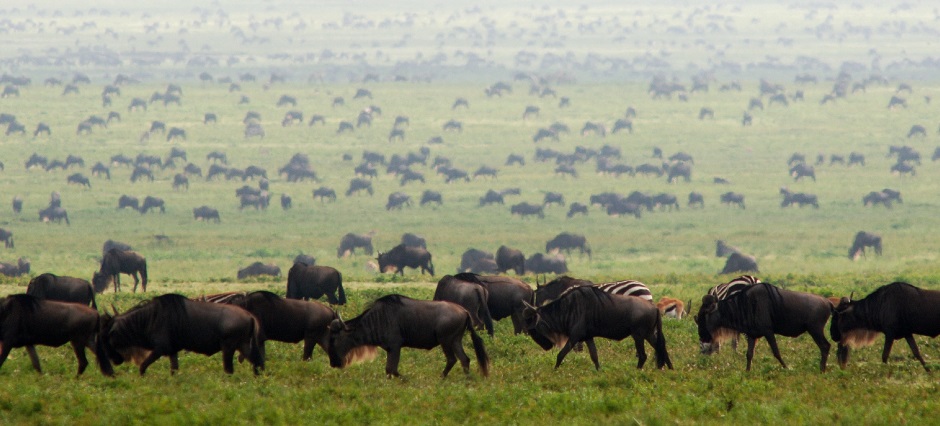 2025 – 2026 Ultimate Things to Do in Tanzania: Today's Latest Updates from Africa Natural Tours