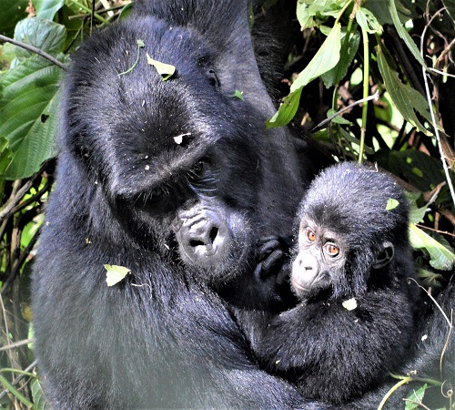 The Most Complete Guide for Rwanda Gorilla Trekking Tours in 2025/2025