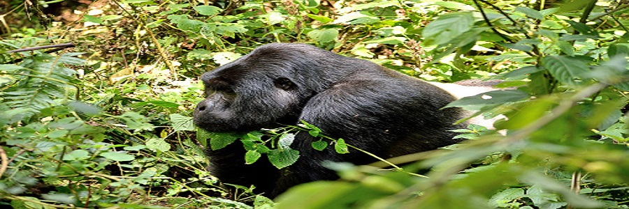 03 Days Gorilla Safaris Uganda Bwindi