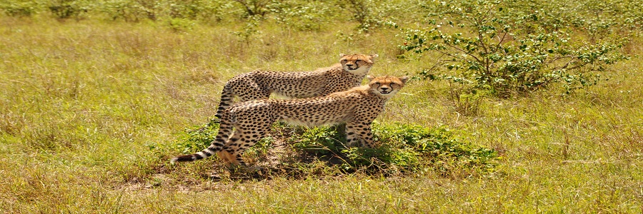 3 days Kenya Maasai mara Group Joining Budget tours Packages cost,masai mara itinerary operators