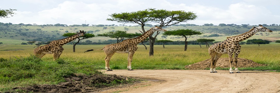 3 days Kenya Maasai mara Group Joining Budget tours Packages cost,masai mara itinerary operators