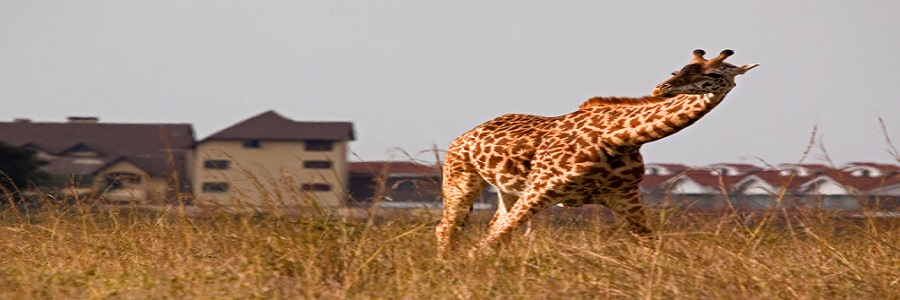 3 days Kenya Maasai mara Group Joining Budget tours Packages cost,masai mara itinerary operators