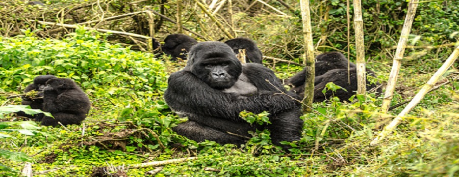 2 day rwanda gorilla trekking, gorilla trekking hotels cultural  tour covid,Best time to go gorilla trekking