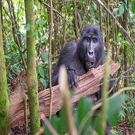 Uganda Mid-range Safari, Africa 2025-2026