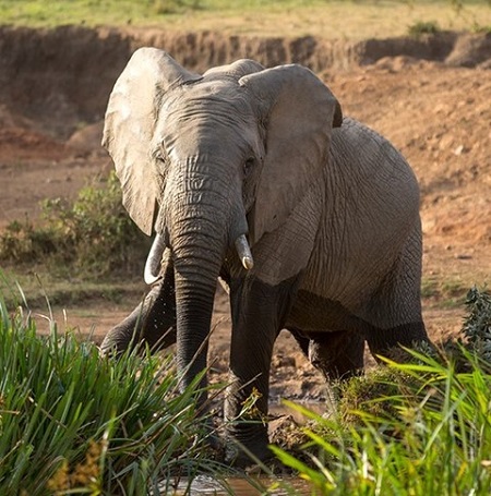 Uganda Mid-range Safari, Africa 2025-2026