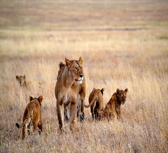 Uganda Gorilla Trekking Group Safari in 2025-2026